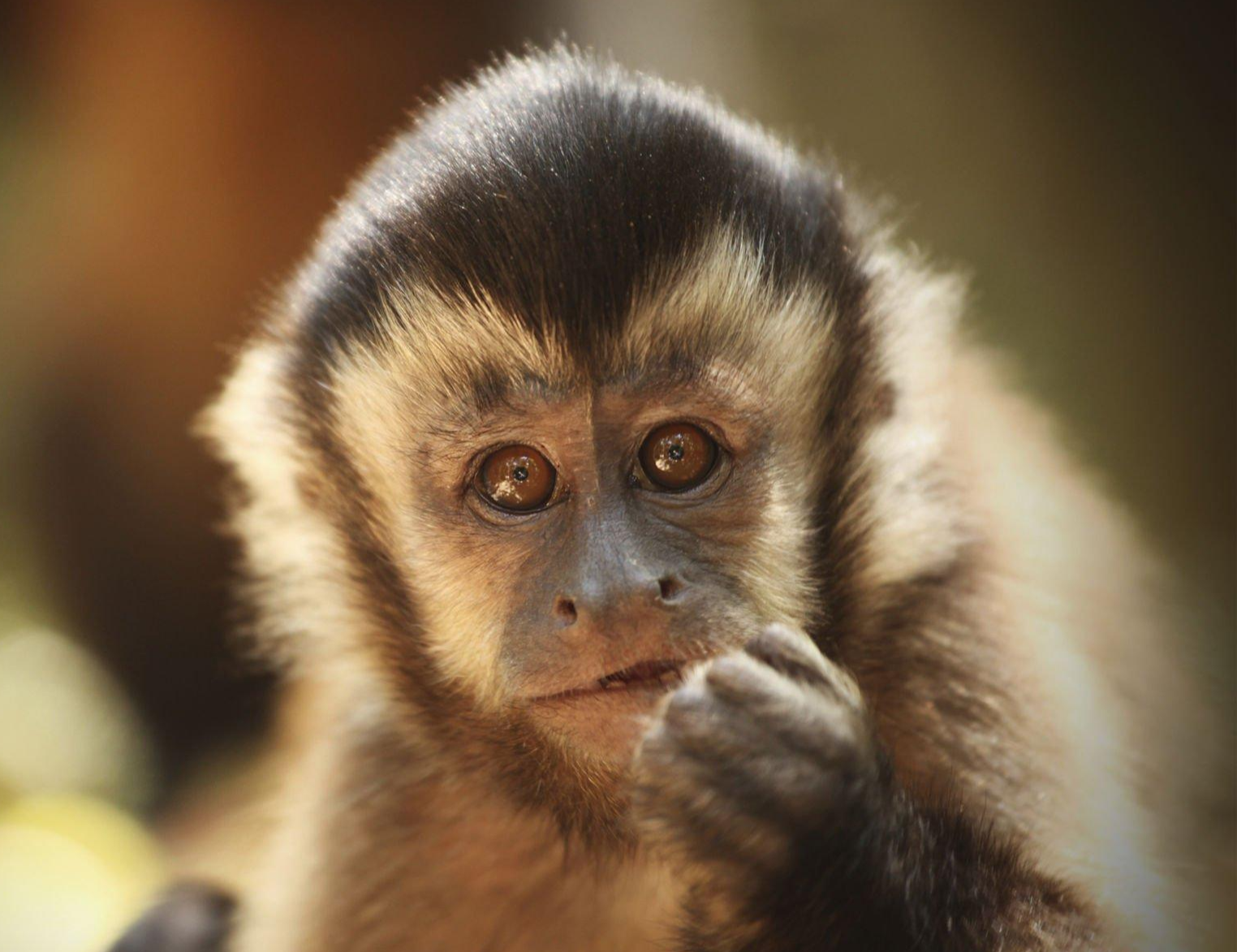 Curiosidades Incríveis Sobre os Macacos Prego Dicas do mês